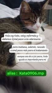 Kata, una gata atigrada marrón y blanca, acostada sobre una cama con los ojos cerrados.